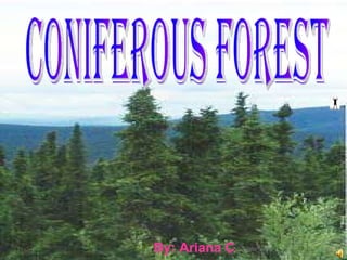 By: Ariana C Coniferous Forest  