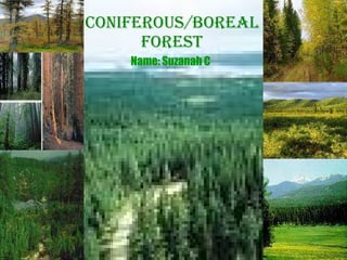 Coniferous/Boreal Forest Name: Suzanah C 