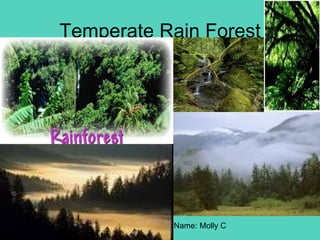 Temperate Rain Forest Name: Molly C 