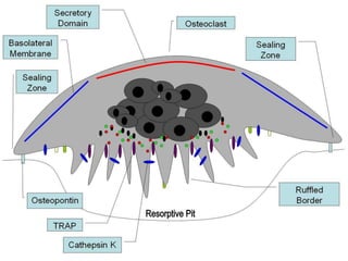 bone formation and resorption | PPTX
