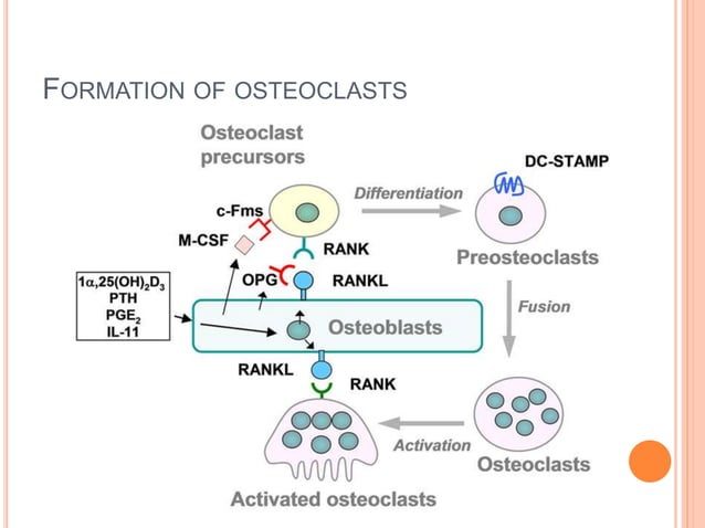 bone formation and resorption | PPTX