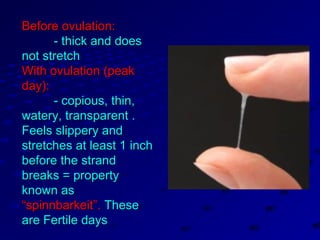 Before ovulation:Before ovulation:
- thick and does- thick and does
not stretchnot stretch
With ovulation (peakWith ovulation (peak
day):day):
- copious, thin,- copious, thin,
watery, transparent .watery, transparent .
Feels slippery andFeels slippery and
stretches at least 1 inchstretches at least 1 inch
before the strandbefore the strand
breaks = propertybreaks = property
known asknown as
“spinnbarkeit”.“spinnbarkeit”. TheseThese
are Fertile daysare Fertile days
 