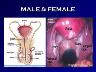 MALE & FEMALEMALE & FEMALE
 