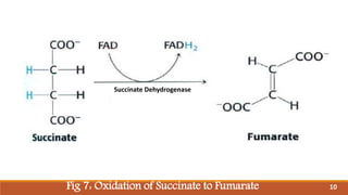 Fig 7: Oxidation of Succinate to Fumarate
Succinate Dehydrogenase
10
 