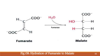 Fig 08: Hydration of Fumarate to Malate
Fumarase
11
 