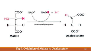 Fig 9: Oxidation of Malate to Oxaloacetate
L-malate dehydrogenase
12
H H
H
H
 