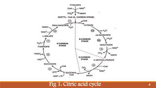 Fig 1: Citric acid cycle 4
 