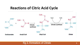 Fig 2: Formation of Citrate
Reactions of Citric Acid Cycle
Citrate
synthase
Citrate synthase
5
 