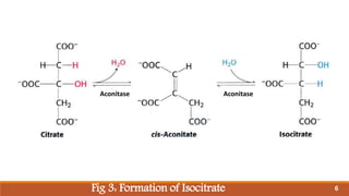 Fig 3: Formation of Isocitrate
OH
Aconitase Aconitase
6
 