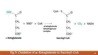 Fig 5: Oxidation of α-Ketoglutarate to Succinyl-CoA
α-ketoglutarate
dehydrogenase
complex
8
 