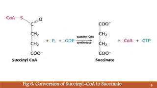 Fig 6: Conversion of Succinyl-CoA to Succinate
succinyl-CoA
synthetase
9
 