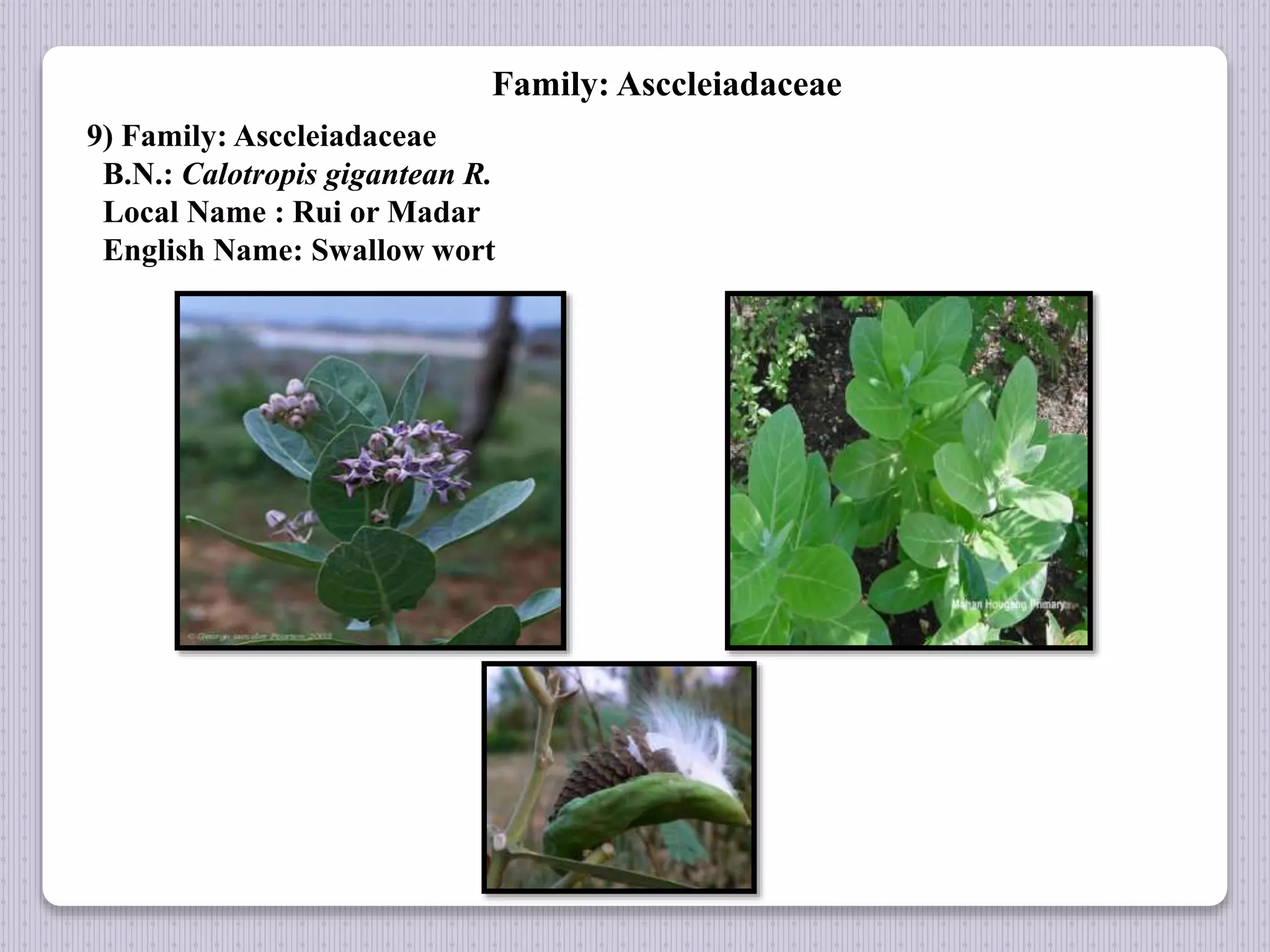 Family: Asccleiadaceae
9) Family: Asccleiadaceae
B.N.: Calotropis gigantean R.
Local Name : Rui or Madar
English Name: Swallow wort
 