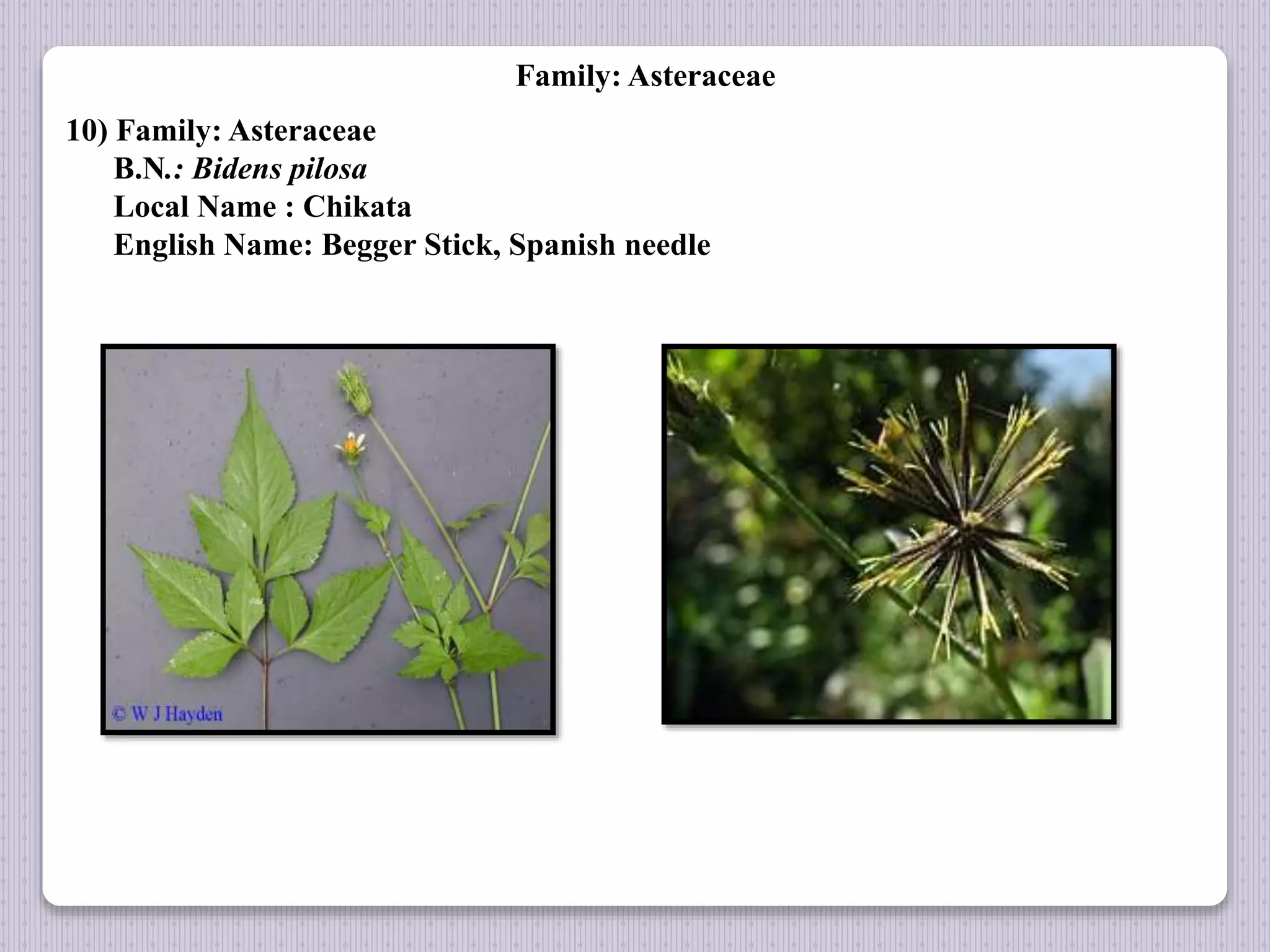 Family: Asteraceae
10) Family: Asteraceae
B.N.: Bidens pilosa
Local Name : Chikata
English Name: Begger Stick, Spanish needle
 