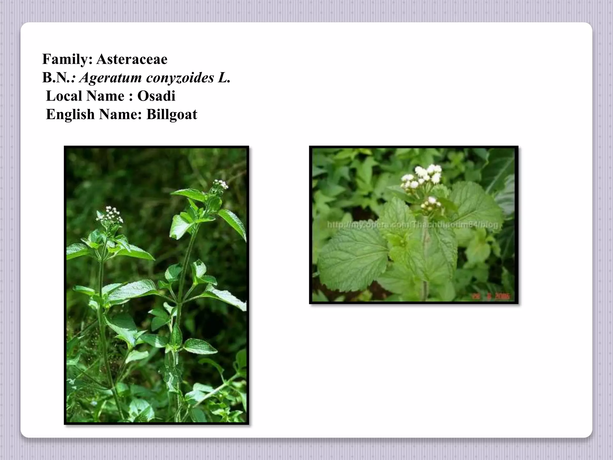 Family: Asteraceae
B.N.: Ageratum conyzoides L.
Local Name : Osadi
English Name: Billgoat
 