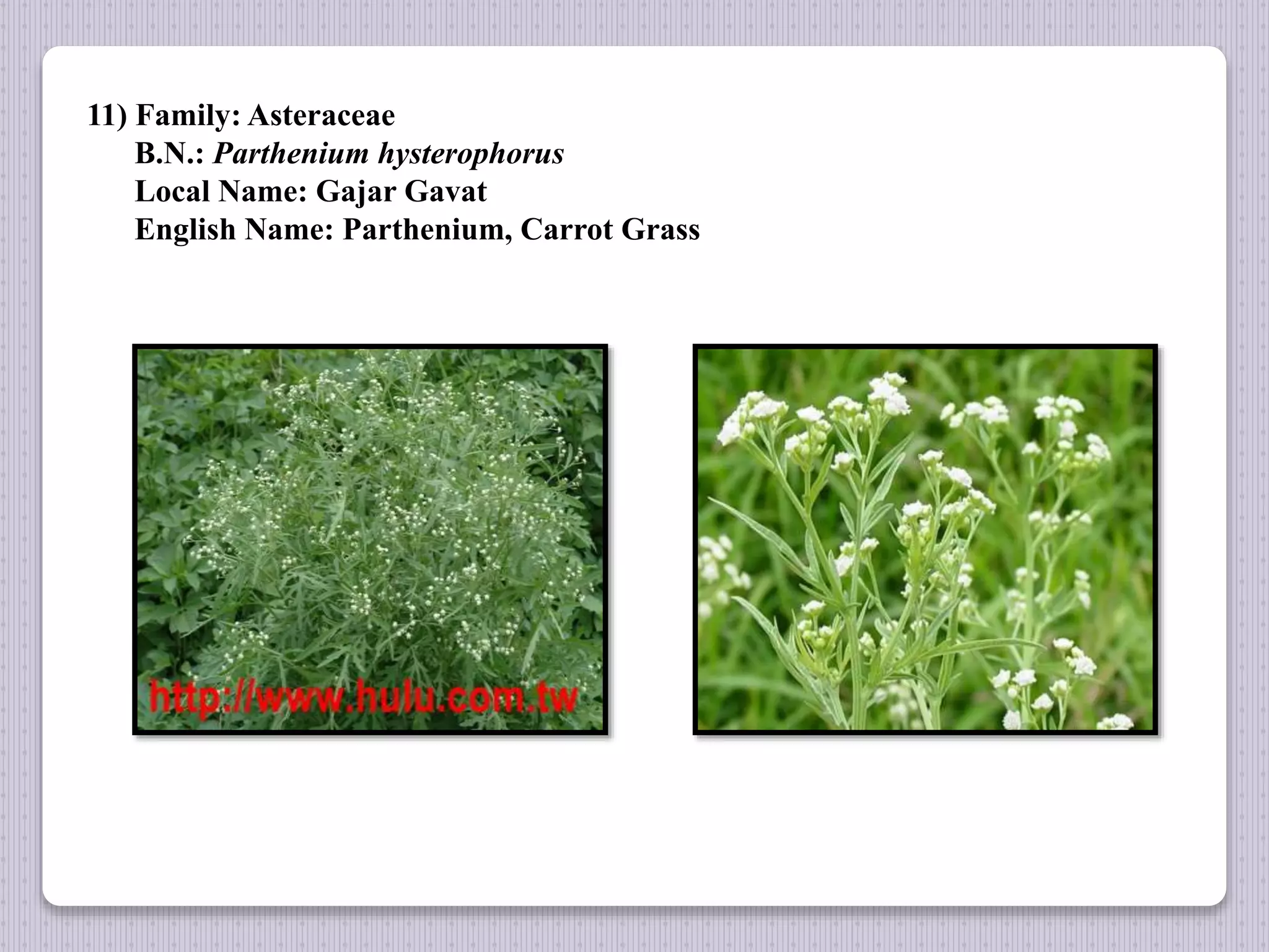 11) Family: Asteraceae
B.N.: Parthenium hysterophorus
Local Name: Gajar Gavat
English Name: Parthenium, Carrot Grass
 
