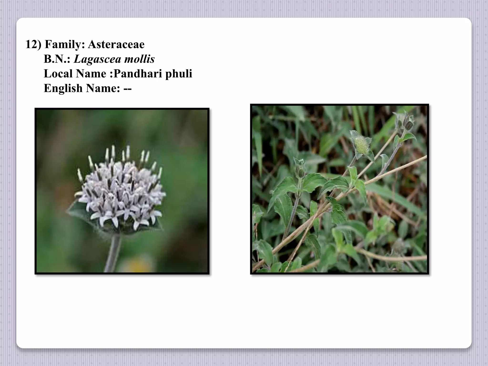 12) Family: Asteraceae
B.N.: Lagascea mollis
Local Name :Pandhari phuli
English Name: --
 
