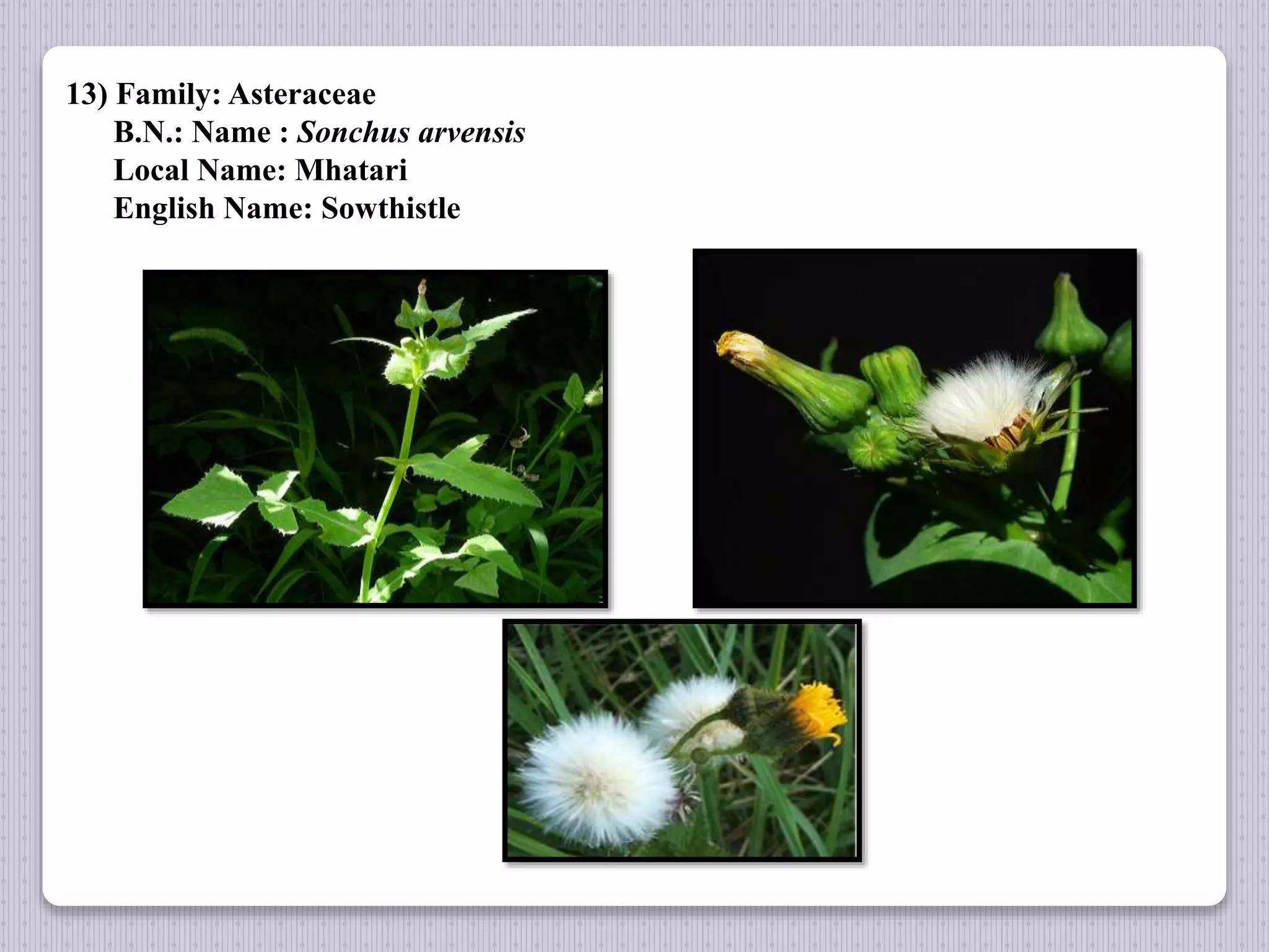 13) Family: Asteraceae
B.N.: Name : Sonchus arvensis
Local Name: Mhatari
English Name: Sowthistle
 