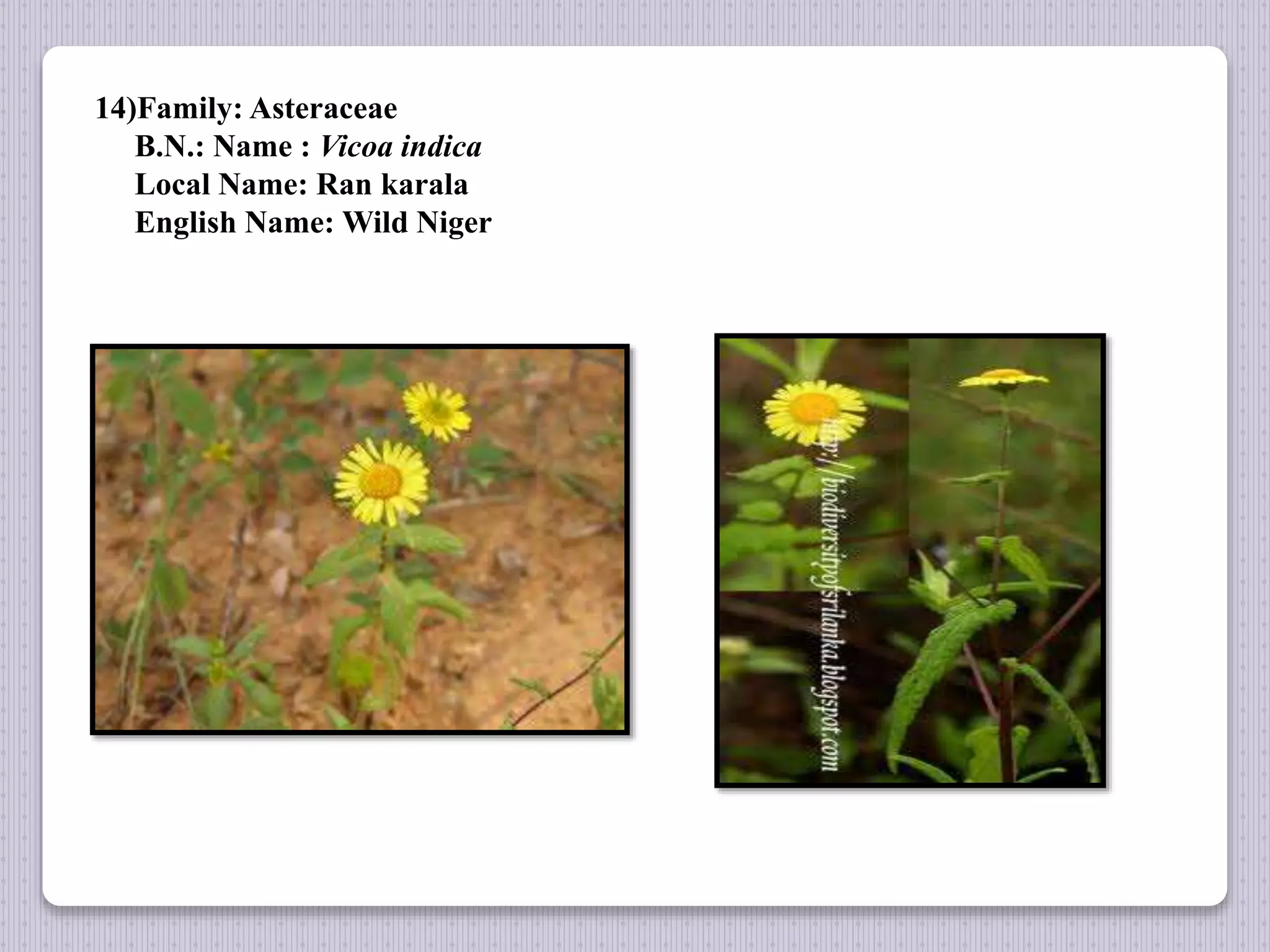 14)Family: Asteraceae
B.N.: Name : Vicoa indica
Local Name: Ran karala
English Name: Wild Niger
 