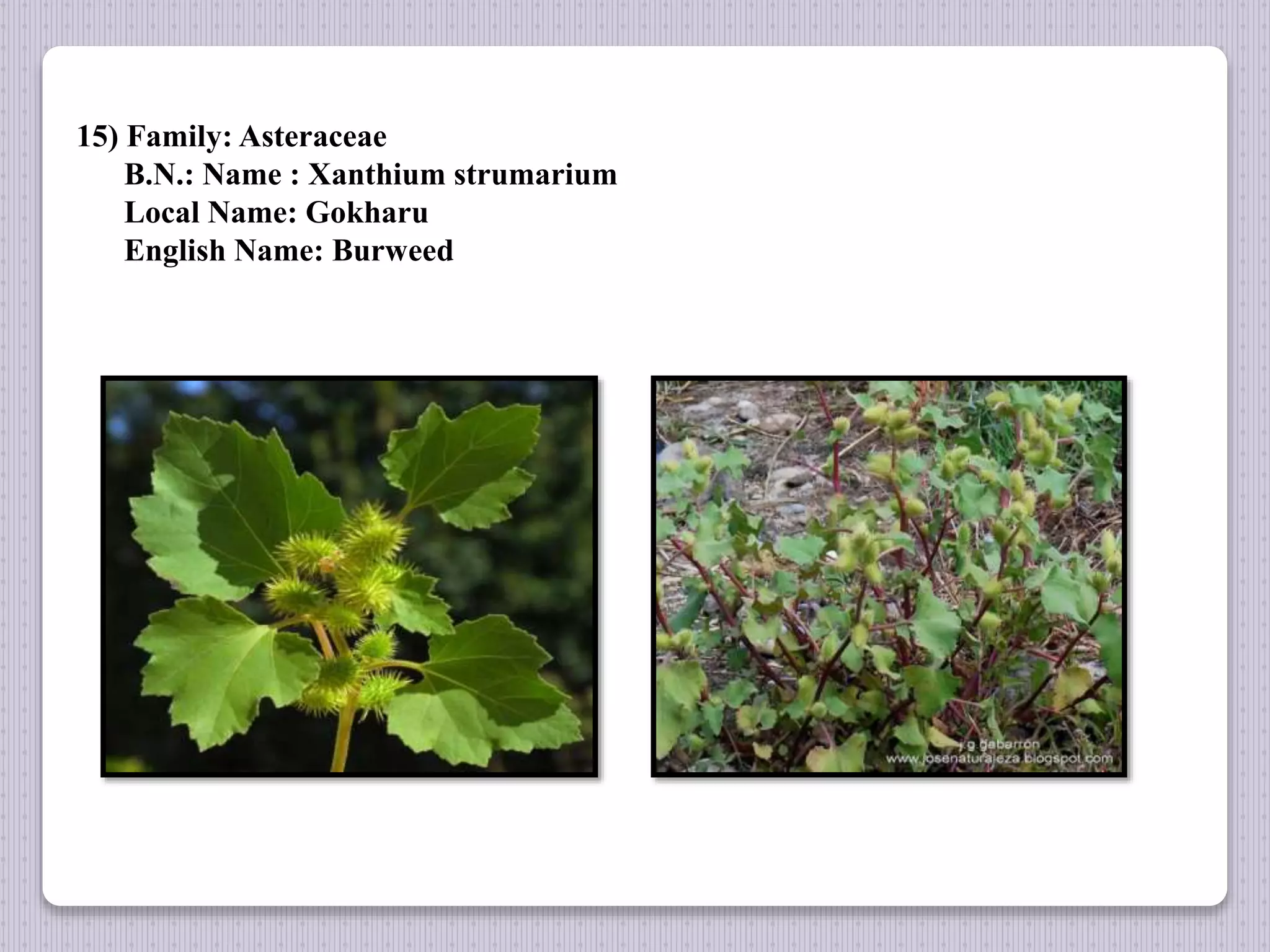 15) Family: Asteraceae
B.N.: Name : Xanthium strumarium
Local Name: Gokharu
English Name: Burweed
 