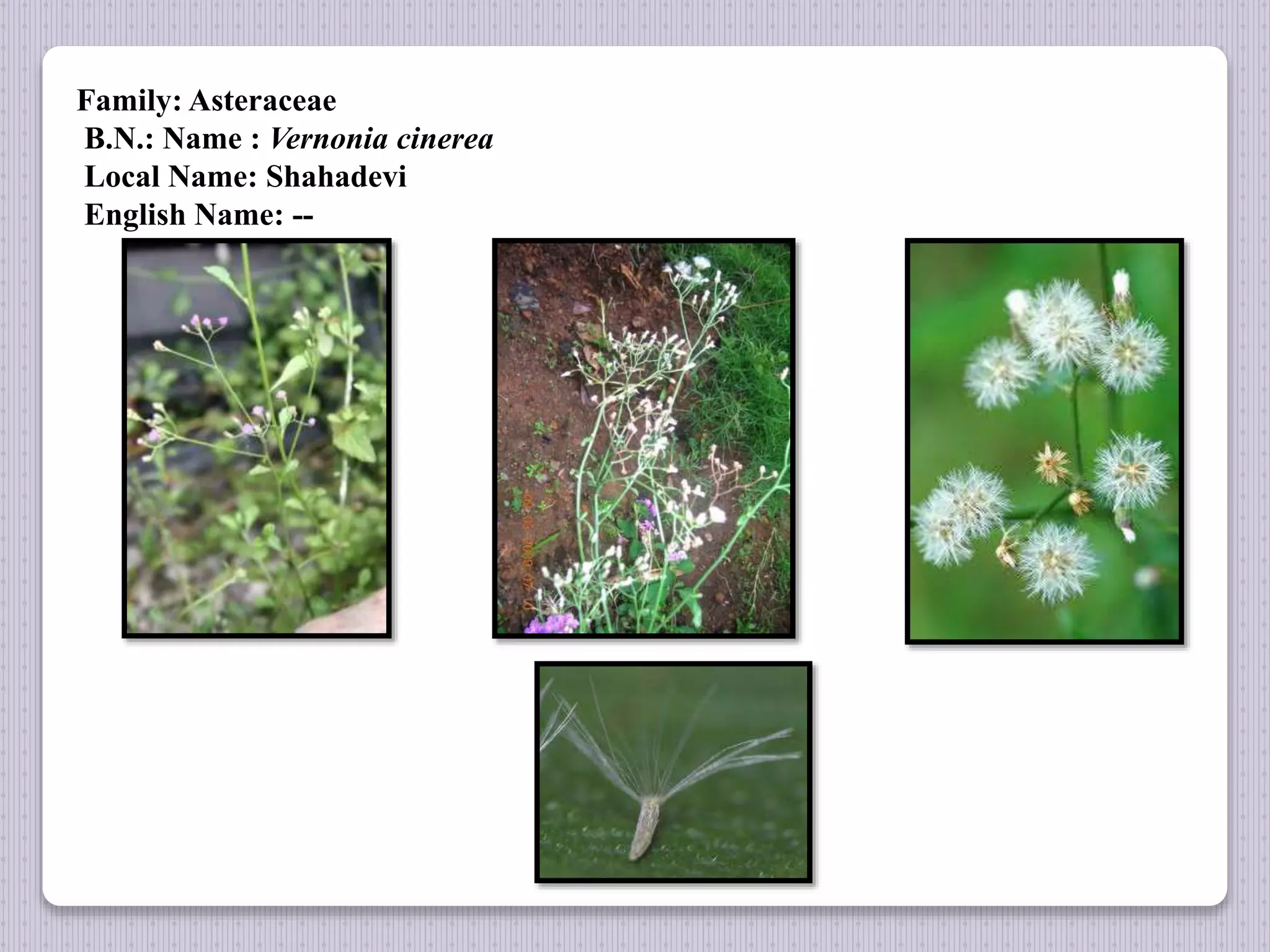 Family: Asteraceae
B.N.: Name : Vernonia cinerea
Local Name: Shahadevi
English Name: --
 