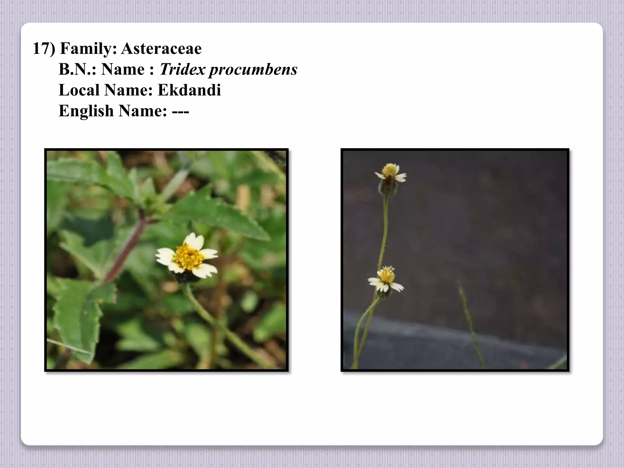 17) Family: Asteraceae
B.N.: Name : Tridex procumbens
Local Name: Ekdandi
English Name: ---
 