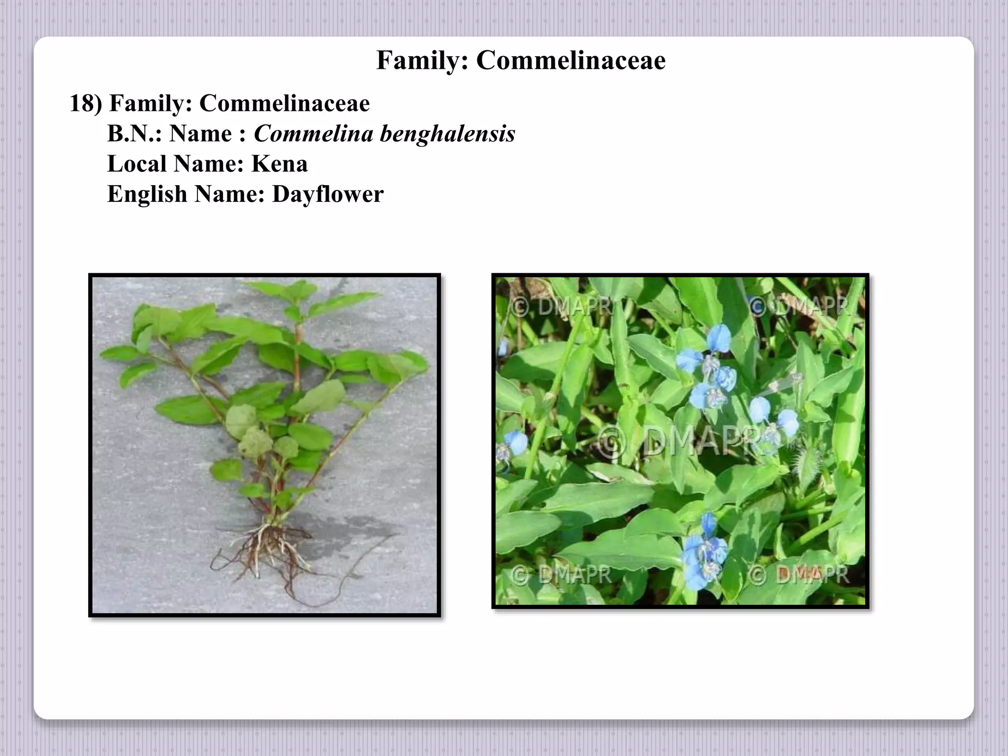 Family: Commelinaceae
18) Family: Commelinaceae
B.N.: Name : Commelina benghalensis
Local Name: Kena
English Name: Dayflower
 