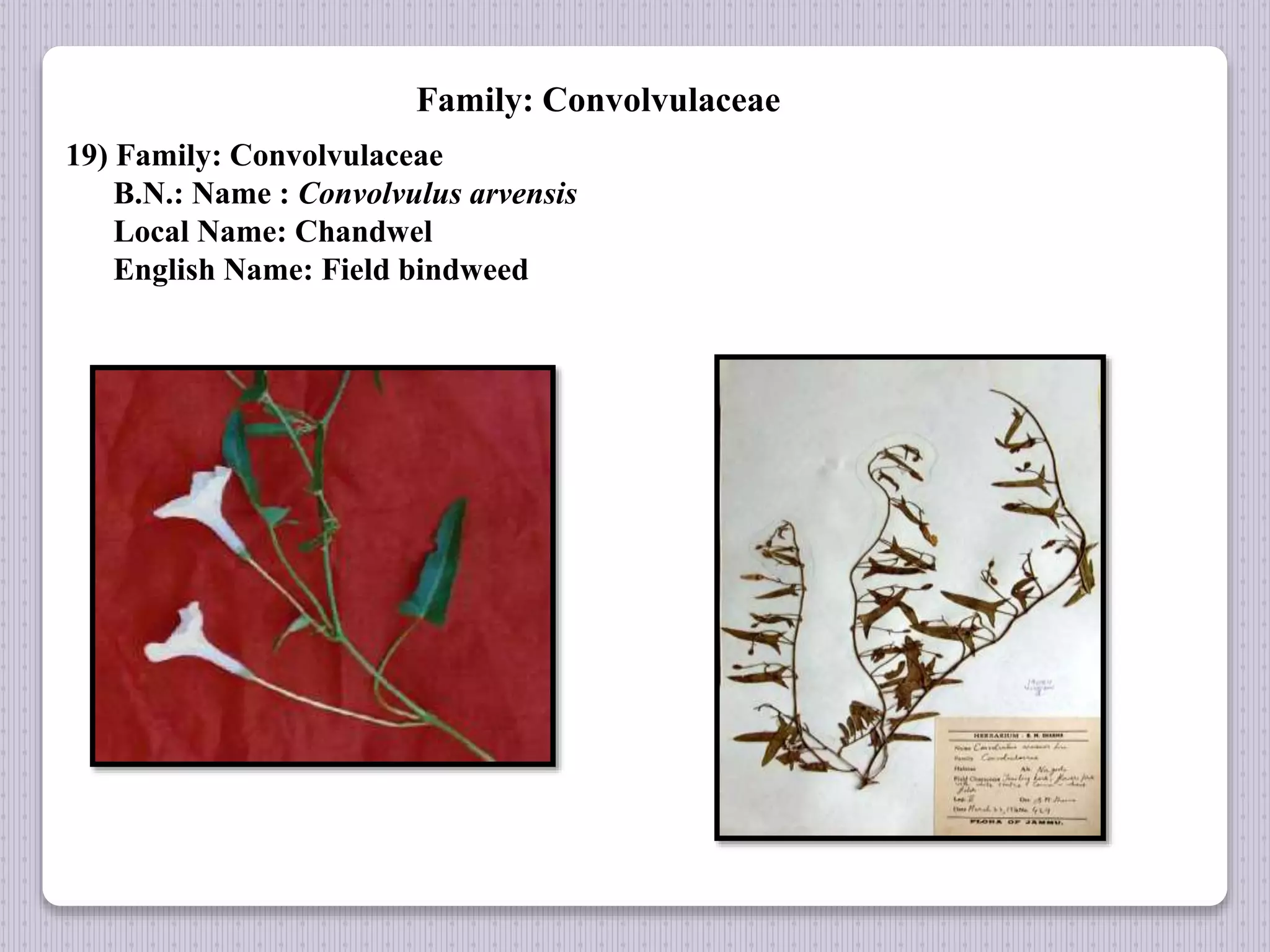 Family: Convolvulaceae
19) Family: Convolvulaceae
B.N.: Name : Convolvulus arvensis
Local Name: Chandwel
English Name: Field bindweed
 