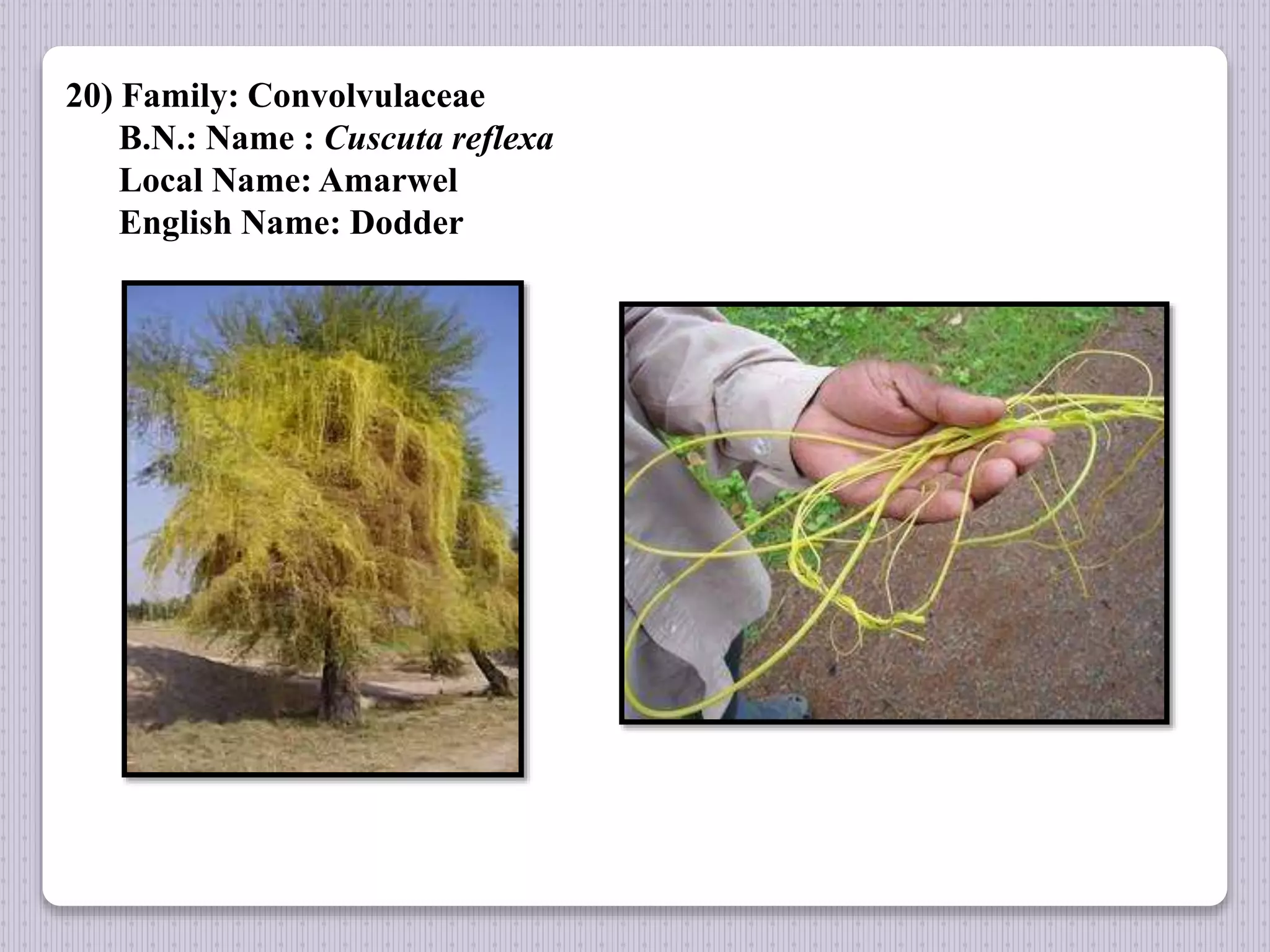20) Family: Convolvulaceae
B.N.: Name : Cuscuta reflexa
Local Name: Amarwel
English Name: Dodder
 