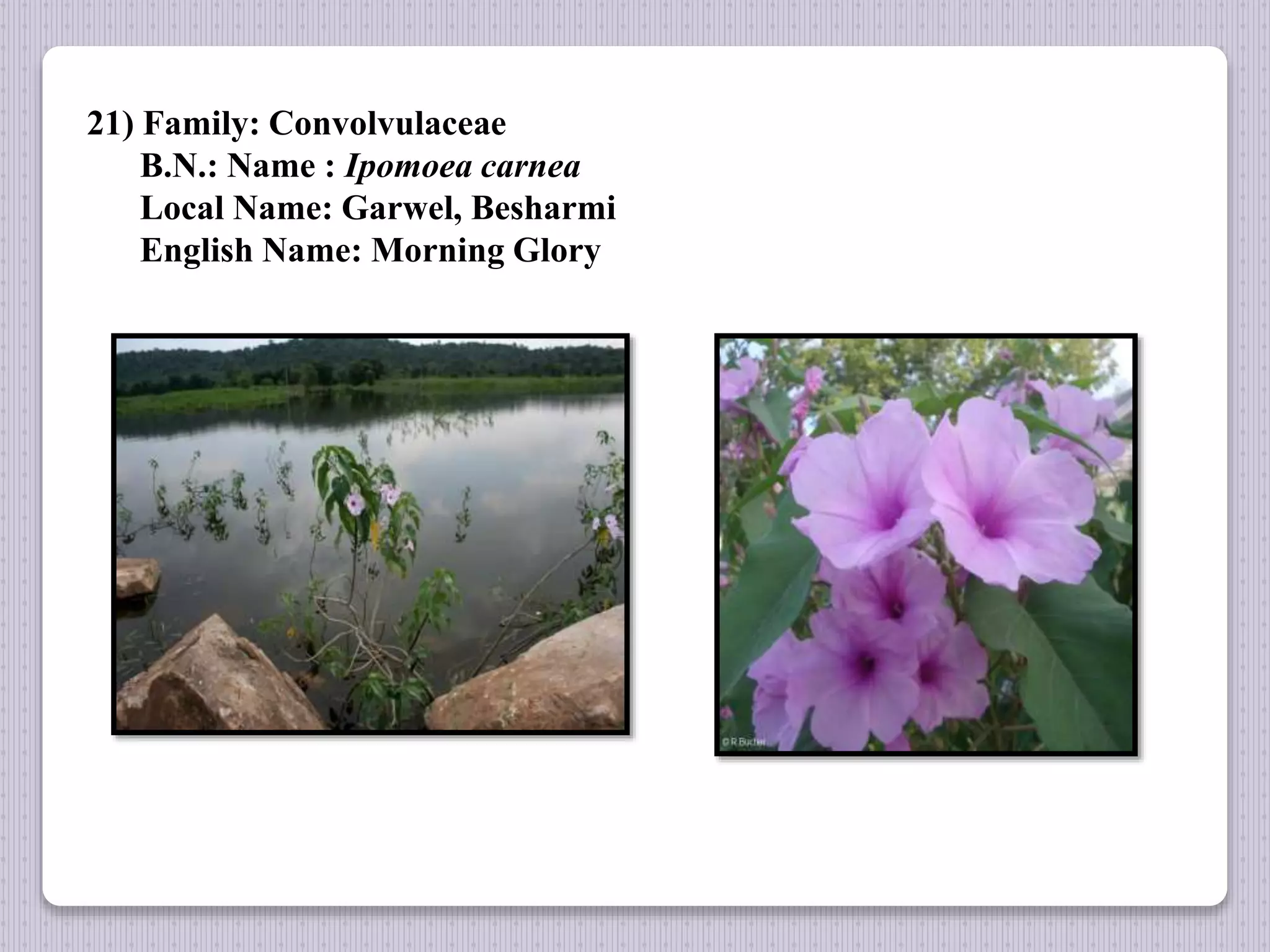 21) Family: Convolvulaceae
B.N.: Name : Ipomoea carnea
Local Name: Garwel, Besharmi
English Name: Morning Glory
 
