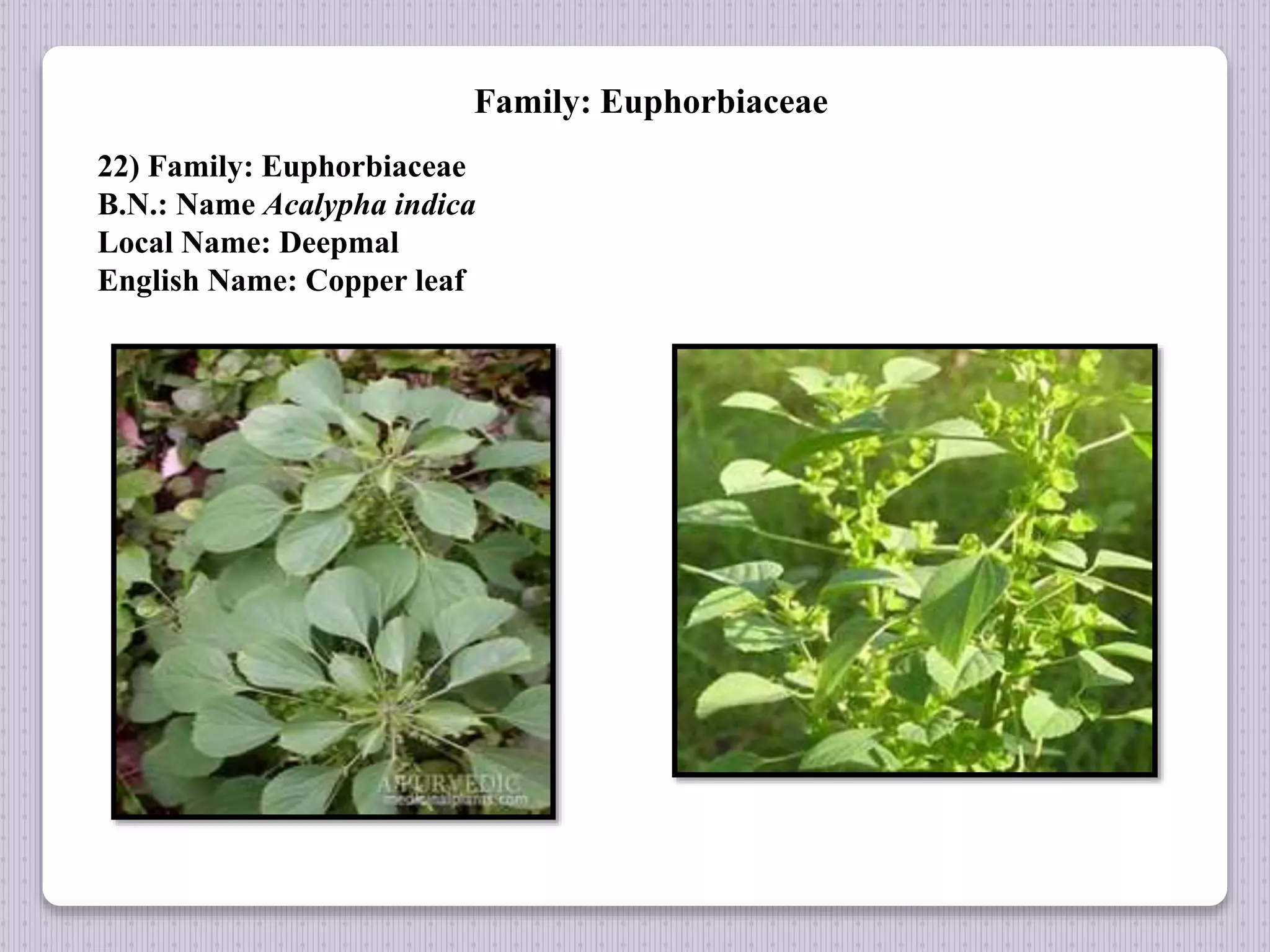 Family: Euphorbiaceae
22) Family: Euphorbiaceae
B.N.: Name Acalypha indica
Local Name: Deepmal
English Name: Copper leaf
 