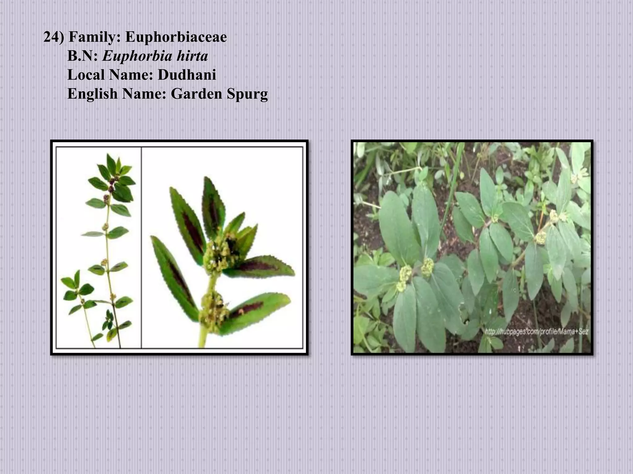 24) Family: Euphorbiaceae
B.N: Euphorbia hirta
Local Name: Dudhani
English Name: Garden Spurg
 