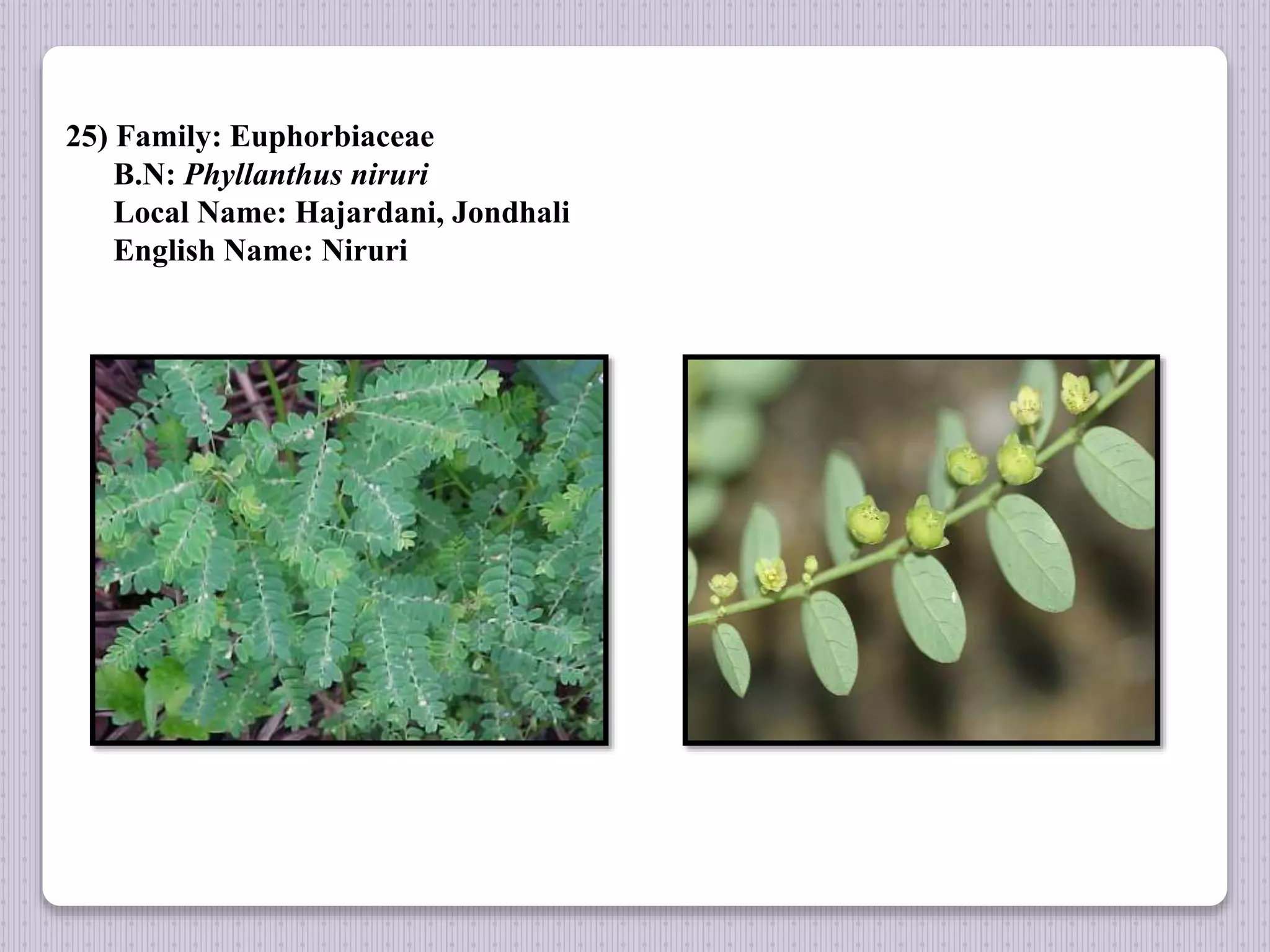 25) Family: Euphorbiaceae
B.N: Phyllanthus niruri
Local Name: Hajardani, Jondhali
English Name: Niruri
 