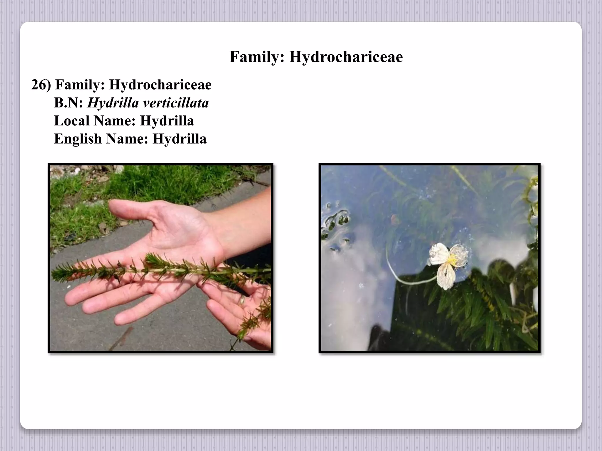 Family: Hydrochariceae
26) Family: Hydrochariceae
B.N: Hydrilla verticillata
Local Name: Hydrilla
English Name: Hydrilla
 
