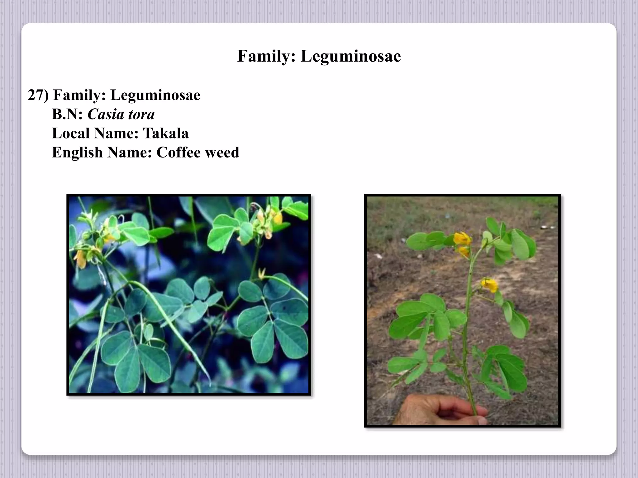 Family: Leguminosae
27) Family: Leguminosae
B.N: Casia tora
Local Name: Takala
English Name: Coffee weed
 