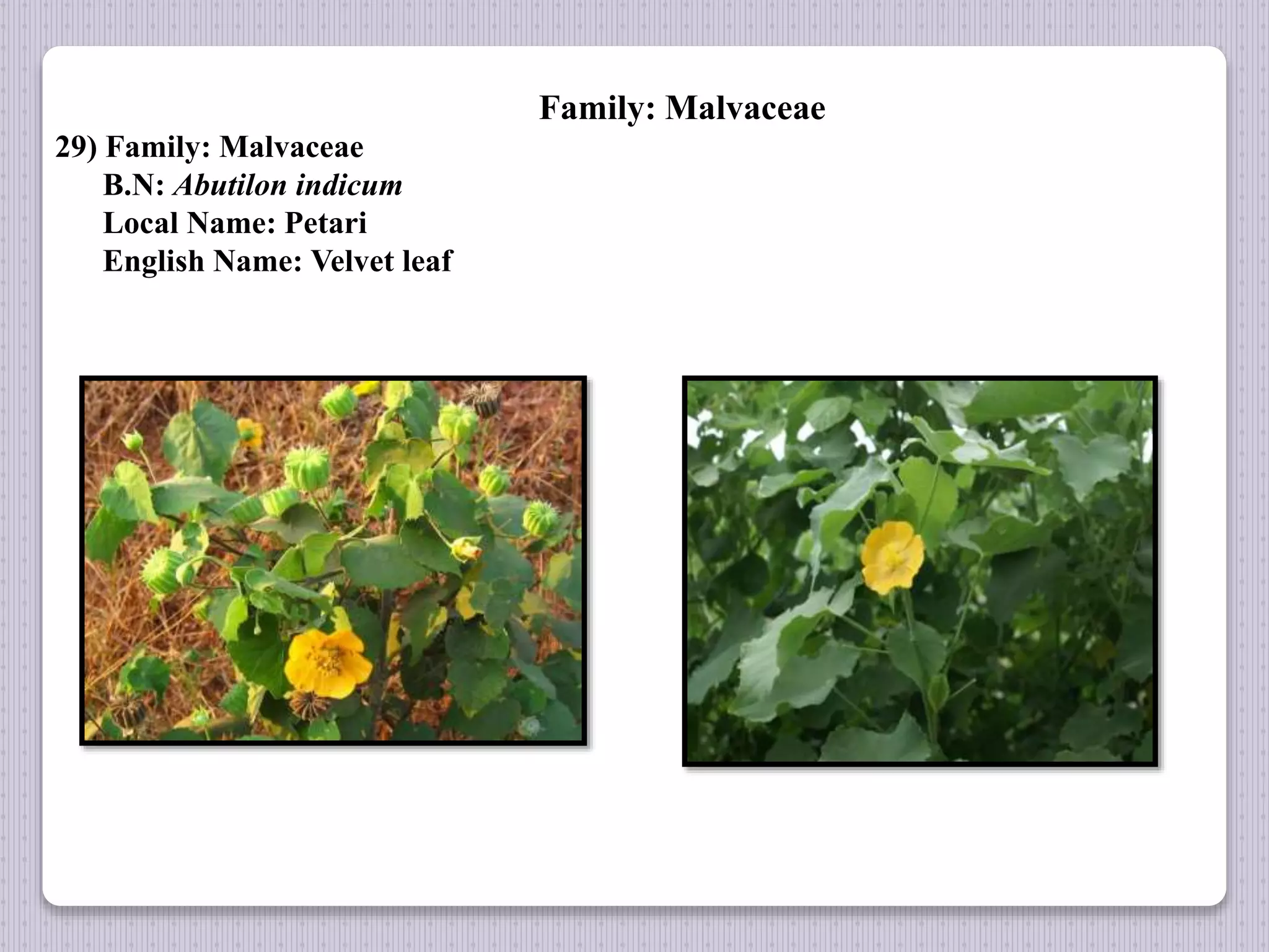 Family: Malvaceae
29) Family: Malvaceae
B.N: Abutilon indicum
Local Name: Petari
English Name: Velvet leaf
 