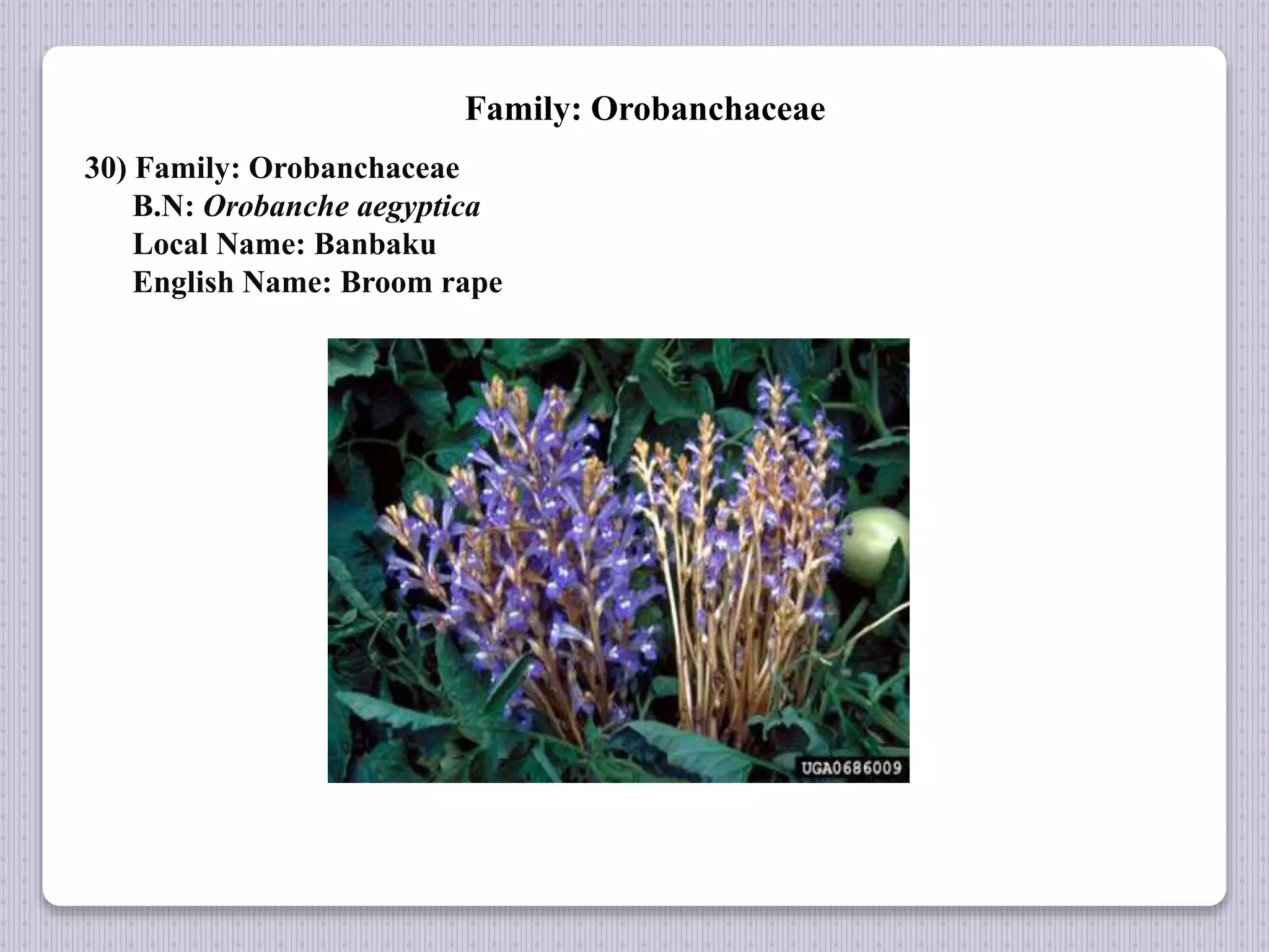 Family: Orobanchaceae
30) Family: Orobanchaceae
B.N: Orobanche aegyptica
Local Name: Banbaku
English Name: Broom rape
 