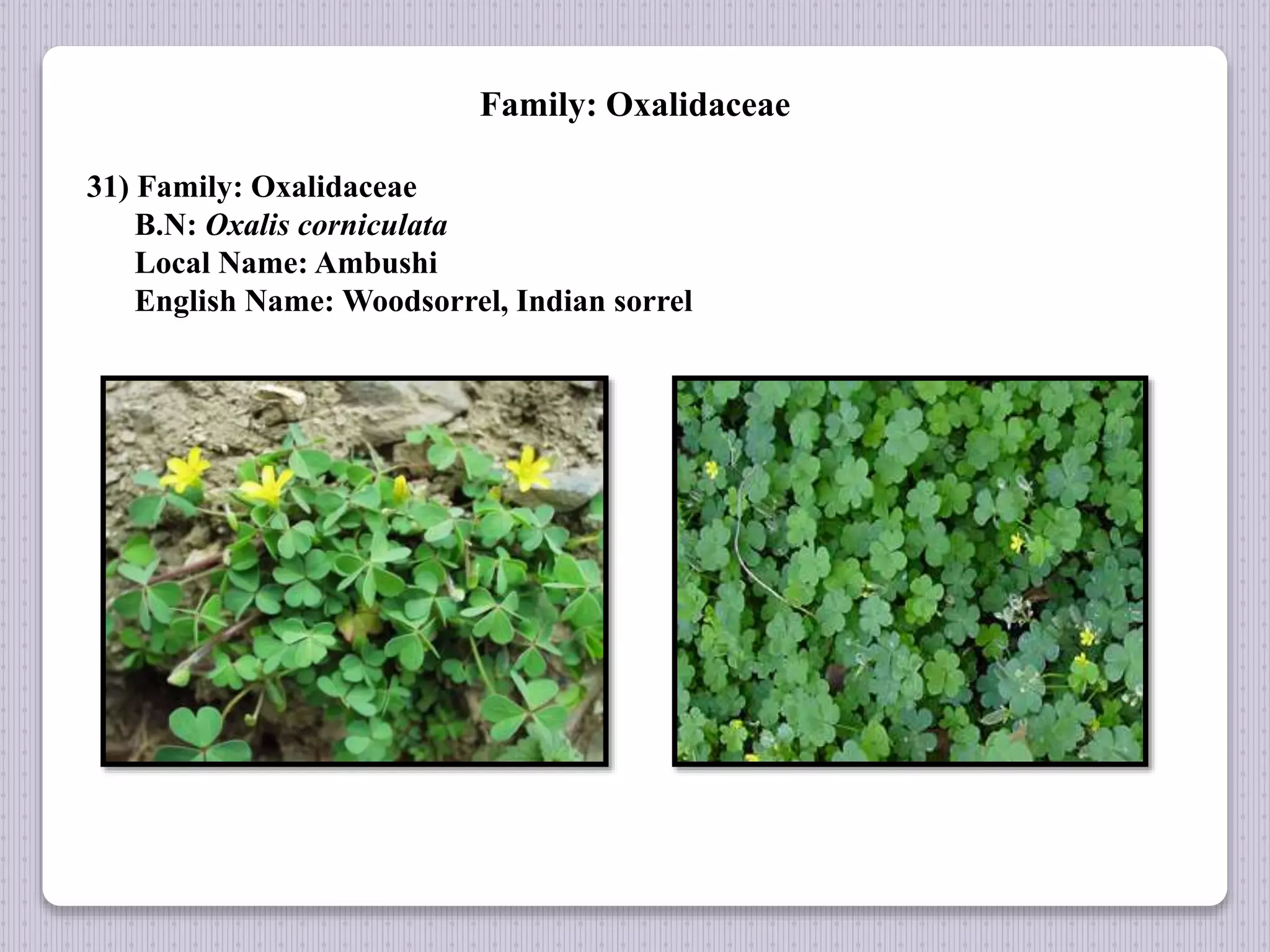 Family: Oxalidaceae
31) Family: Oxalidaceae
B.N: Oxalis corniculata
Local Name: Ambushi
English Name: Woodsorrel, Indian sorrel
 