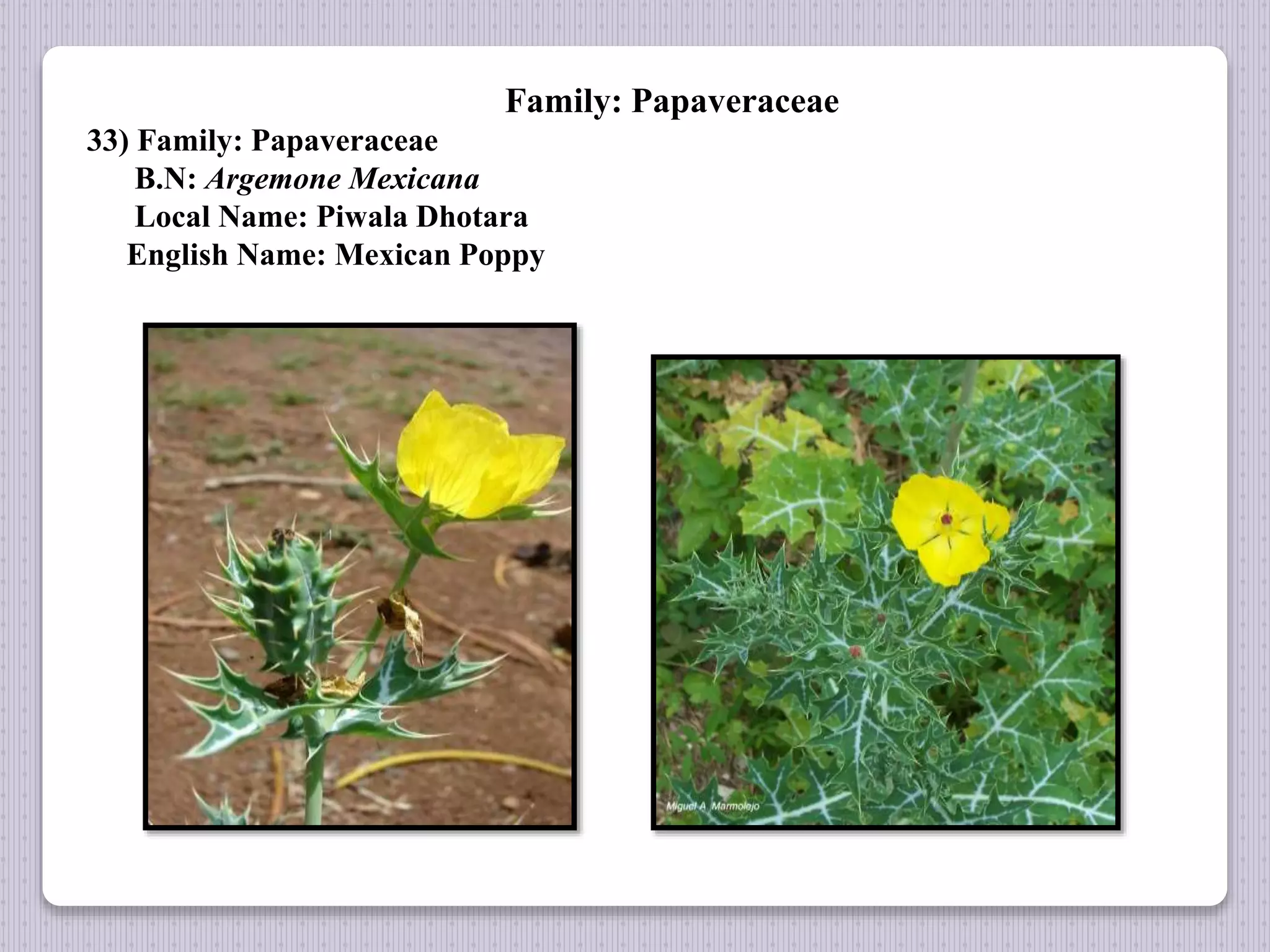 Family: Papaveraceae
33) Family: Papaveraceae
B.N: Argemone Mexicana
Local Name: Piwala Dhotara
English Name: Mexican Poppy
 