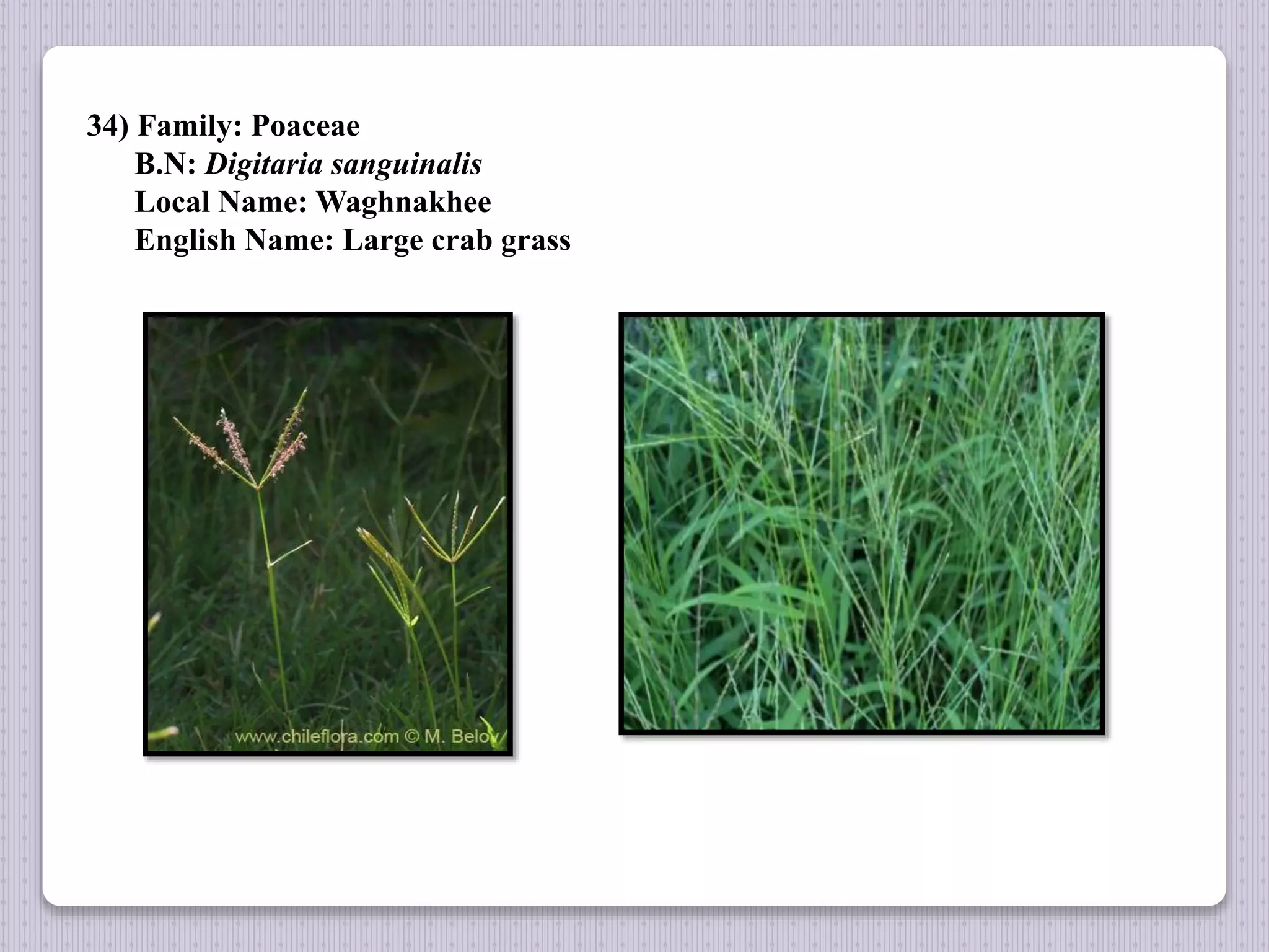 34) Family: Poaceae
B.N: Digitaria sanguinalis
Local Name: Waghnakhee
English Name: Large crab grass
 