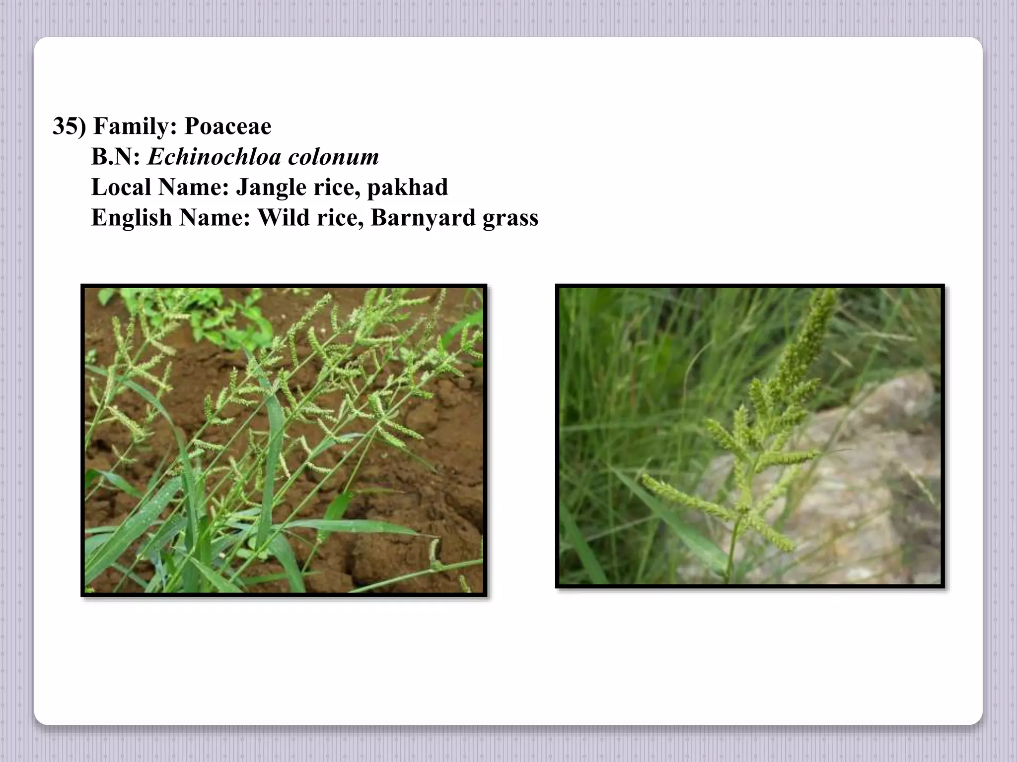 35) Family: Poaceae
B.N: Echinochloa colonum
Local Name: Jangle rice, pakhad
English Name: Wild rice, Barnyard grass
 
