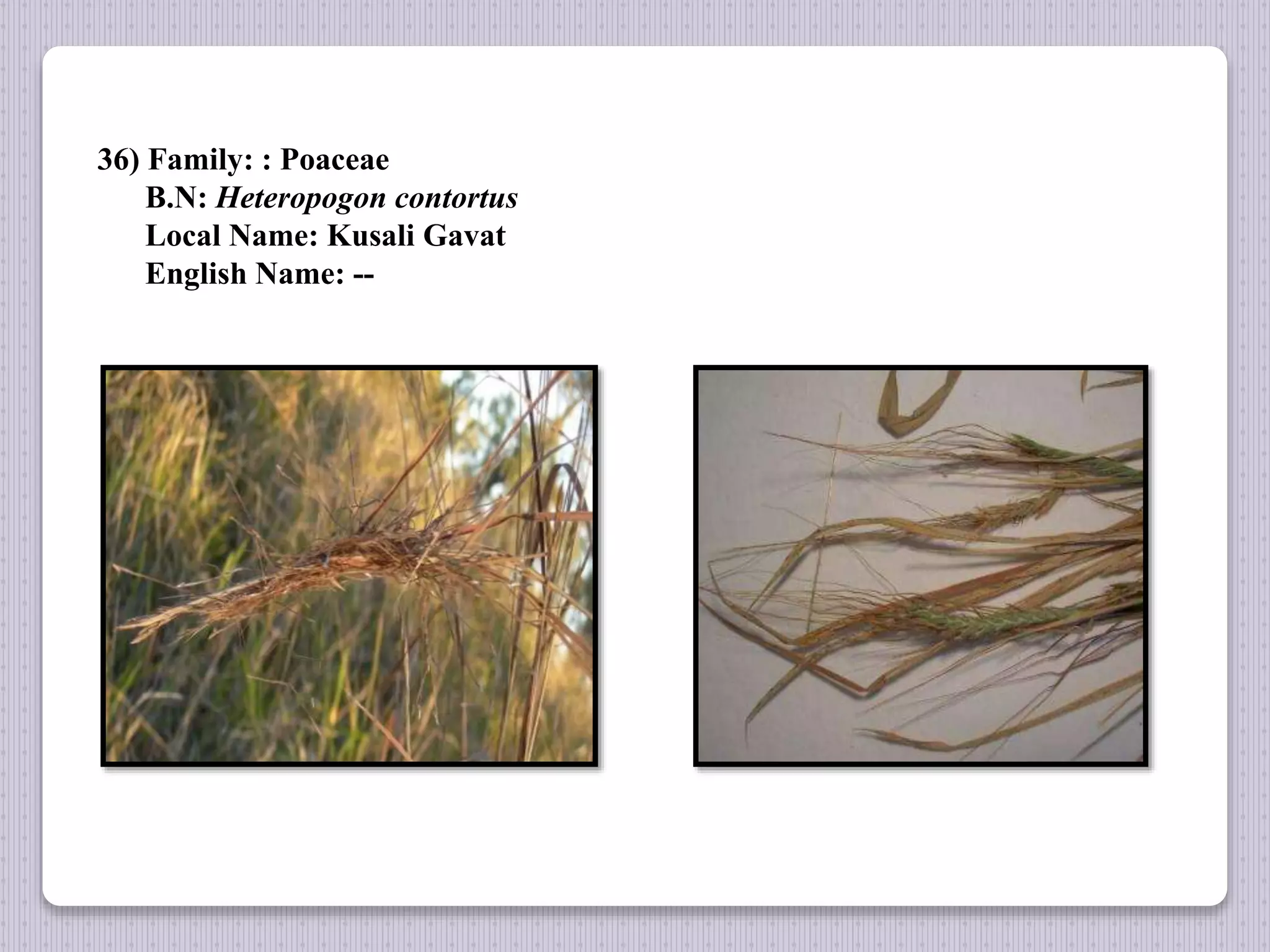 36) Family: : Poaceae
B.N: Heteropogon contortus
Local Name: Kusali Gavat
English Name: --
 