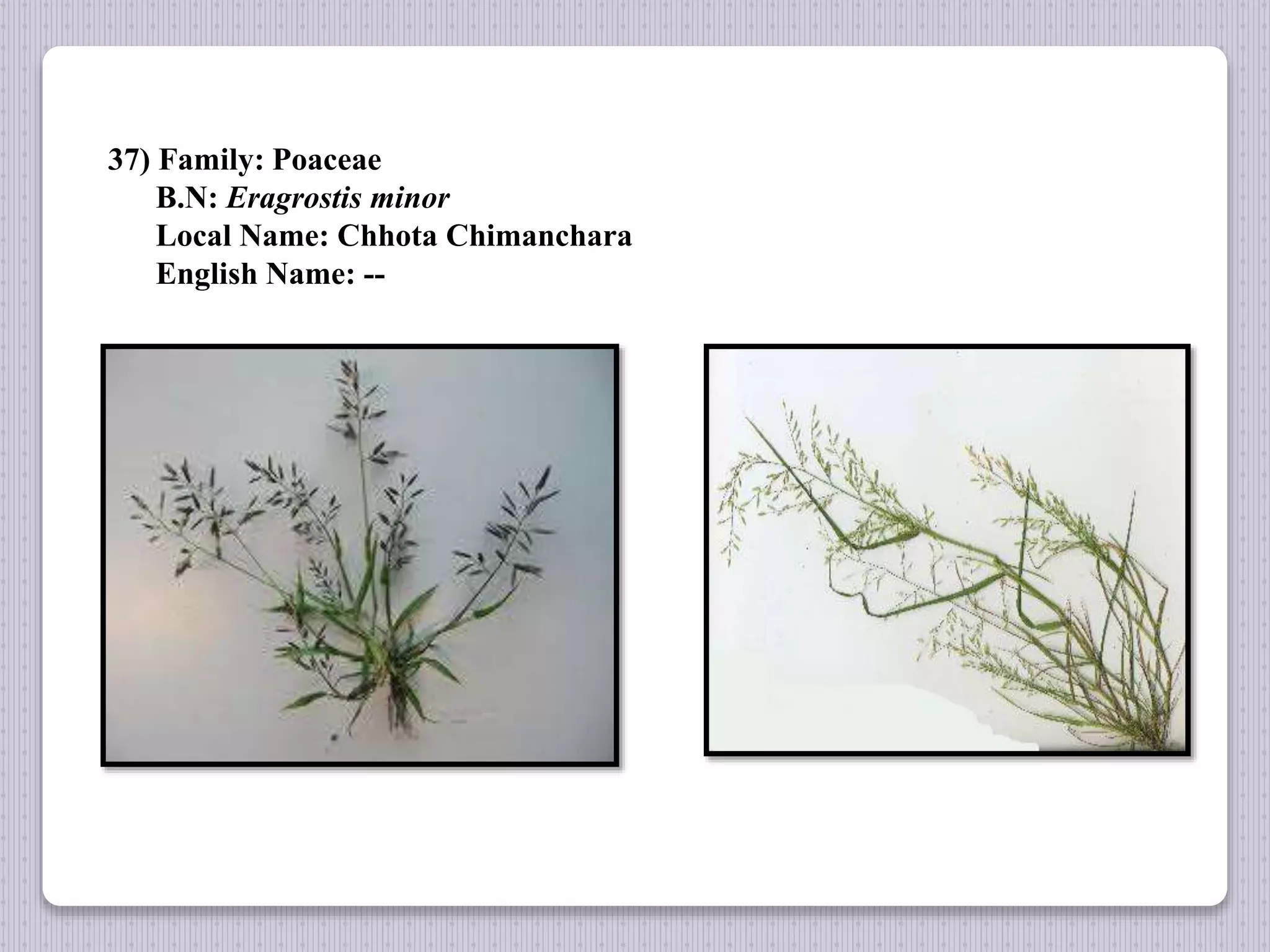 37) Family: Poaceae
B.N: Eragrostis minor
Local Name: Chhota Chimanchara
English Name: --
 