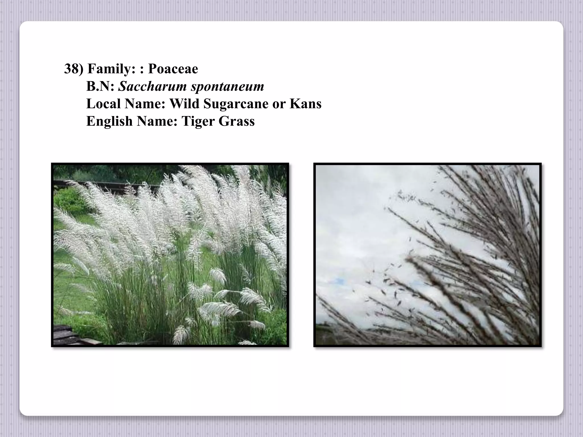38) Family: : Poaceae
B.N: Saccharum spontaneum
Local Name: Wild Sugarcane or Kans
English Name: Tiger Grass
 