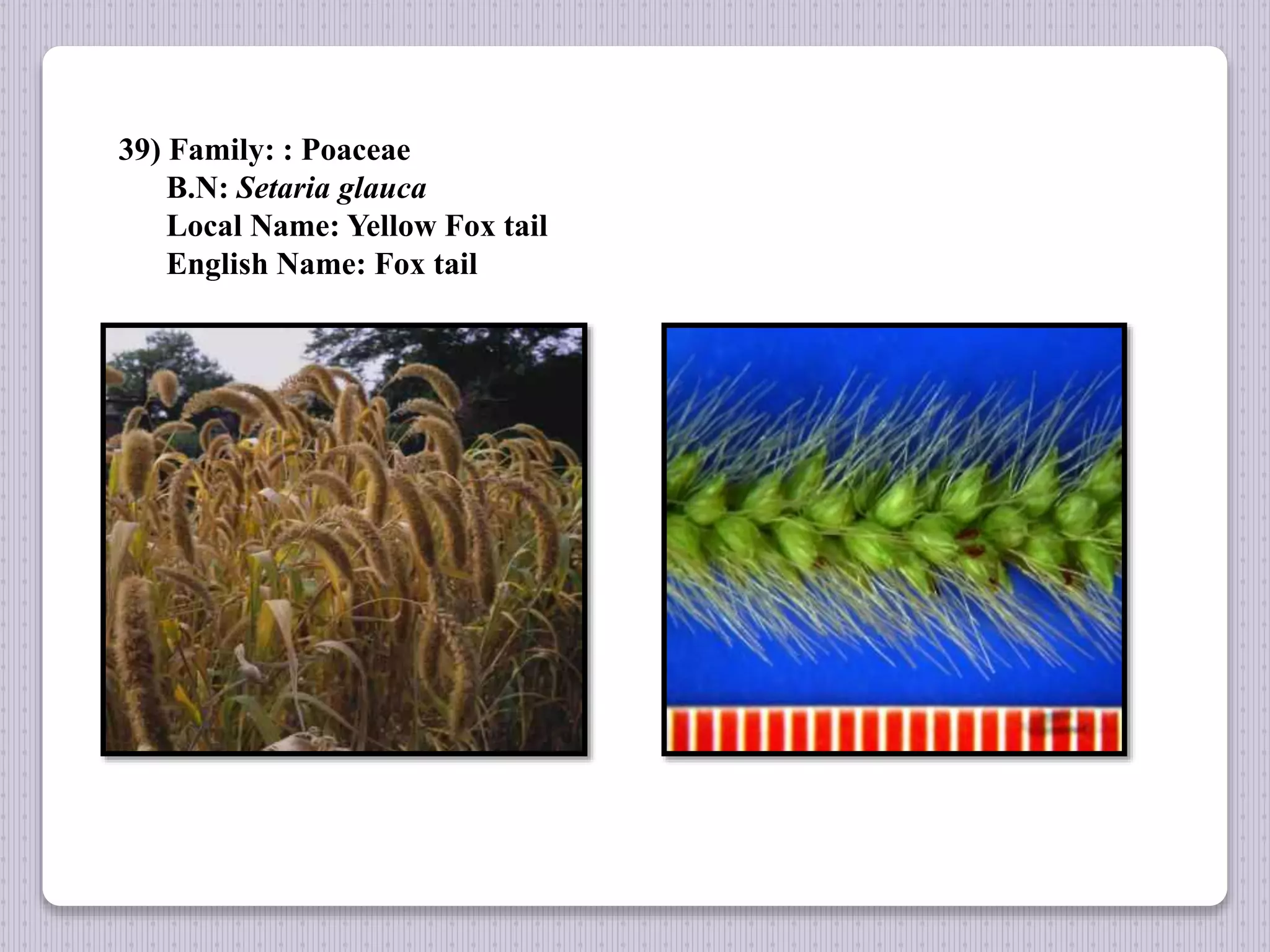 39) Family: : Poaceae
B.N: Setaria glauca
Local Name: Yellow Fox tail
English Name: Fox tail
 