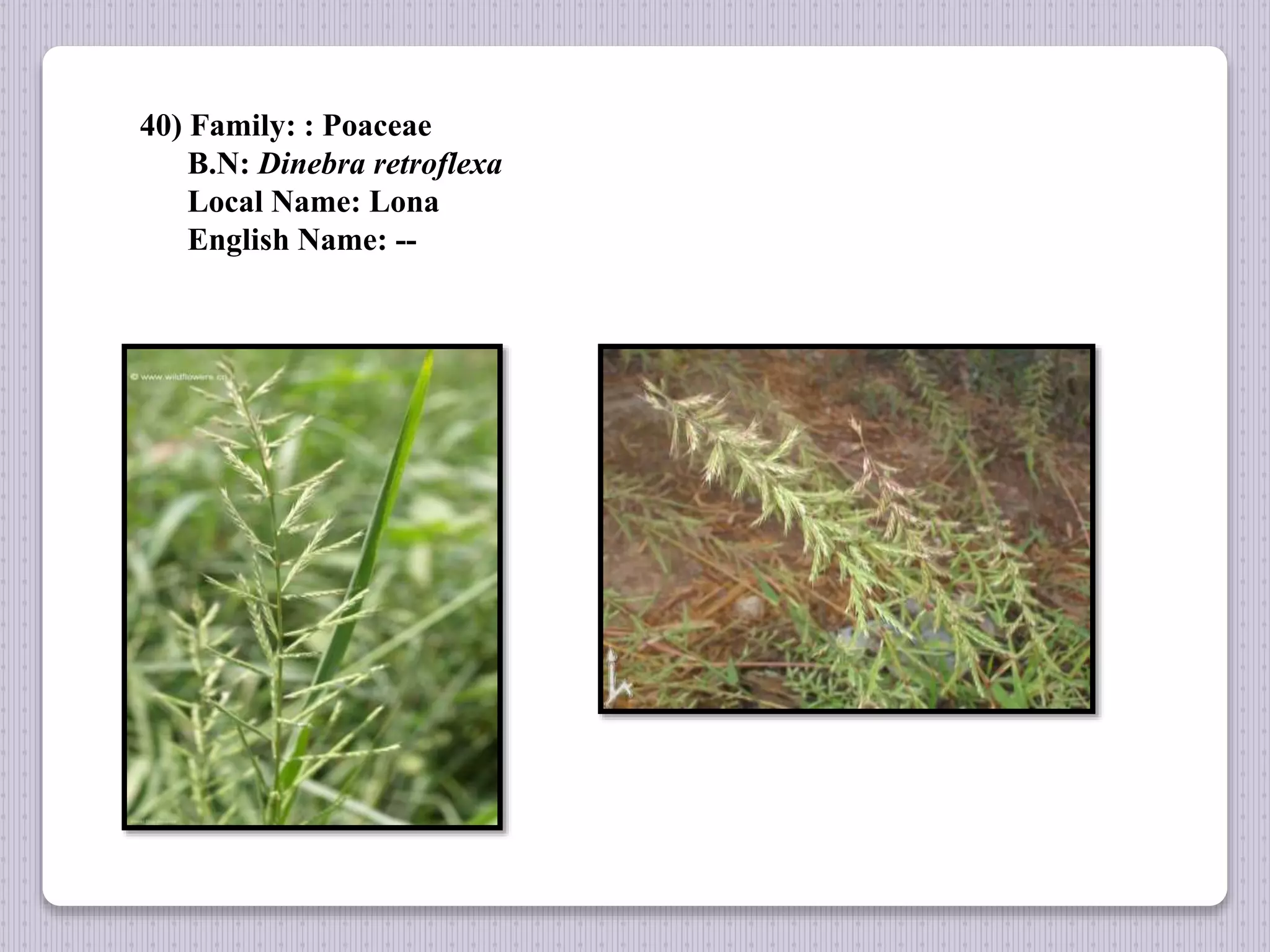 40) Family: : Poaceae
B.N: Dinebra retroflexa
Local Name: Lona
English Name: --
 