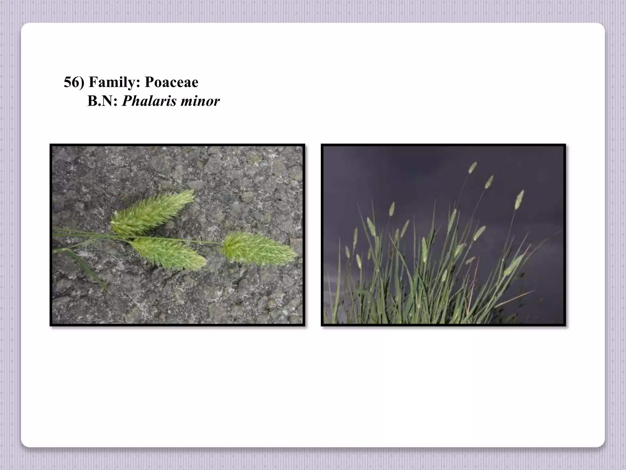 56) Family: Poaceae
B.N: Phalaris minor
 