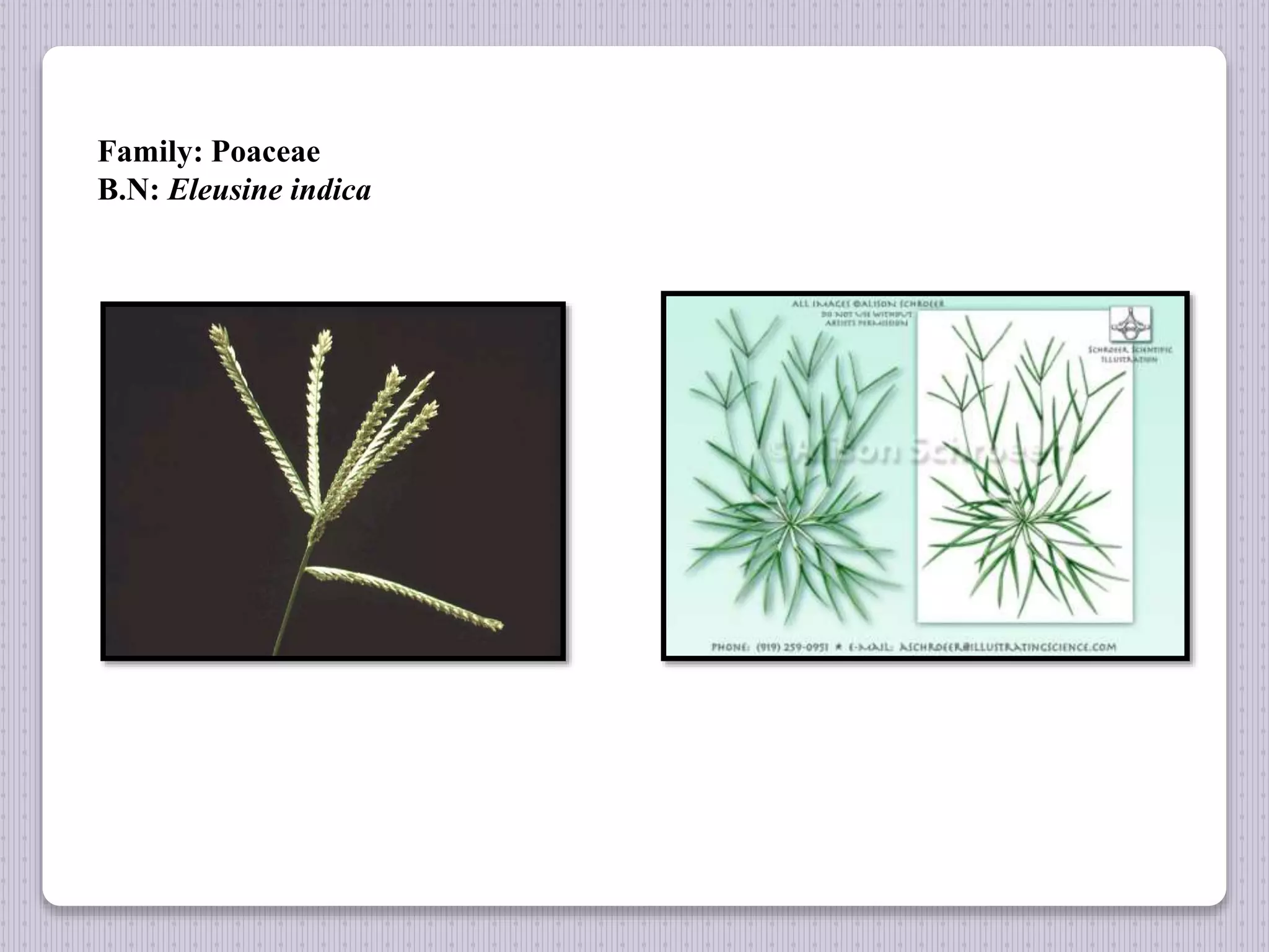 Family: Poaceae
B.N: Eleusine indica
 