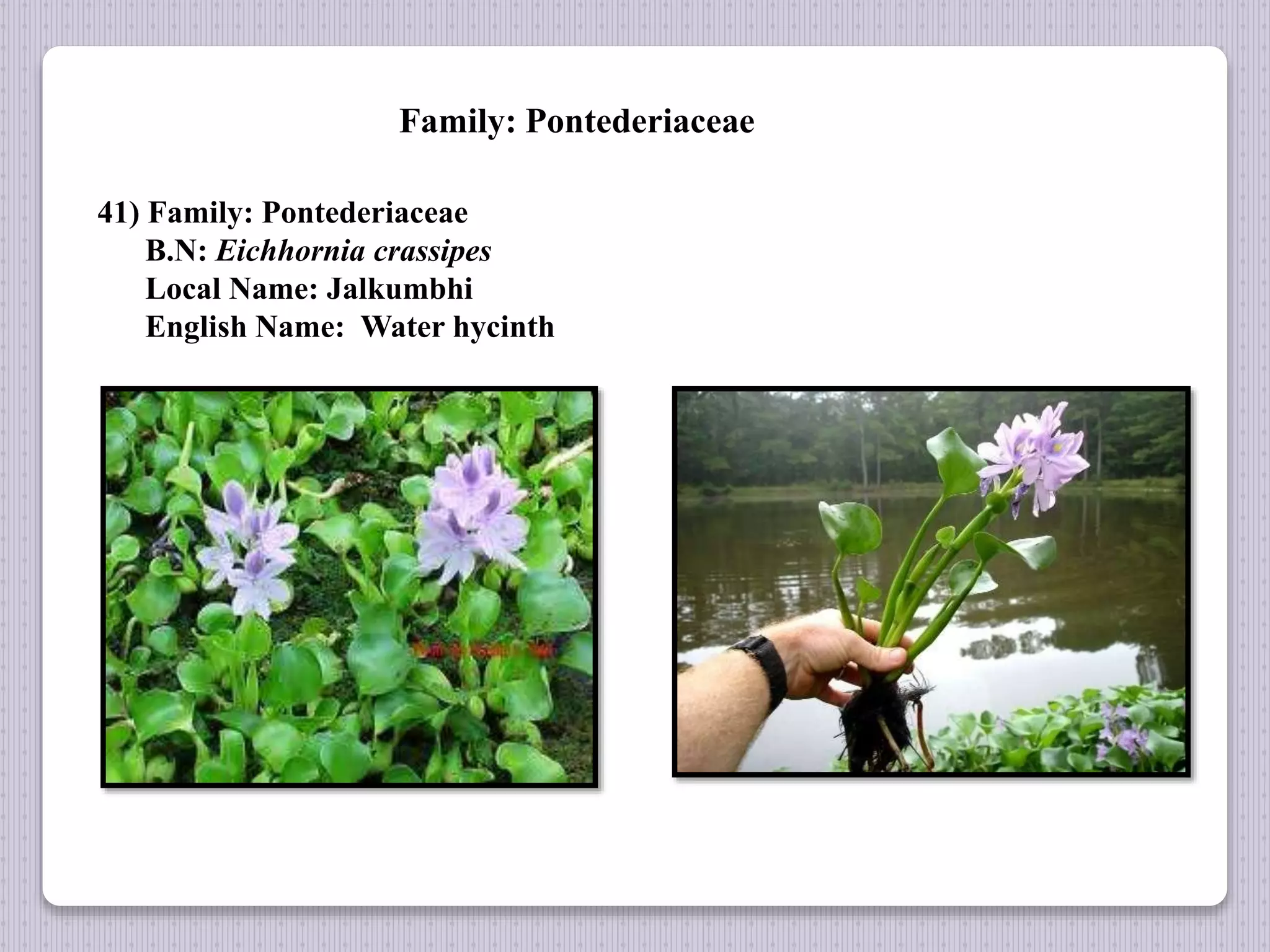 Family: Pontederiaceae
41) Family: Pontederiaceae
B.N: Eichhornia crassipes
Local Name: Jalkumbhi
English Name: Water hycinth
 