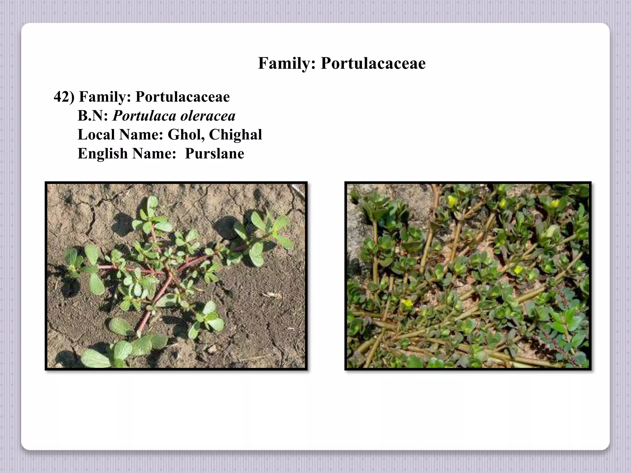 Family: Portulacaceae
42) Family: Portulacaceae
B.N: Portulaca oleracea
Local Name: Ghol, Chighal
English Name: Purslane
 