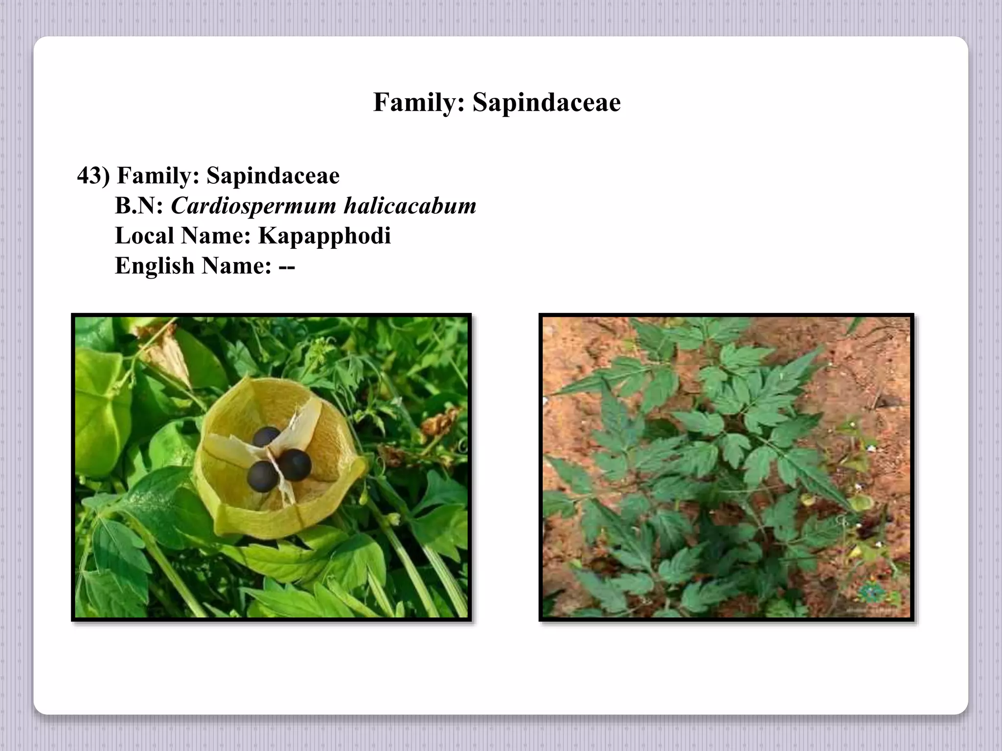 Family: Sapindaceae
43) Family: Sapindaceae
B.N: Cardiospermum halicacabum
Local Name: Kapapphodi
English Name: --
 